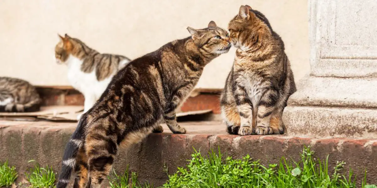 Wie Kommunizieren Katzen Miteinander Ein Tierarzt Erklärt Pet Yolo