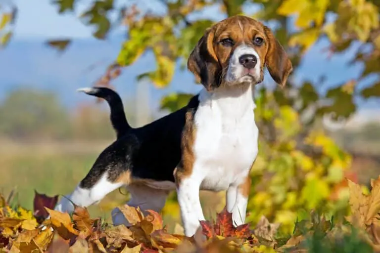 Beagle 1