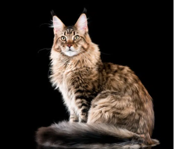 ”Maine-Coon