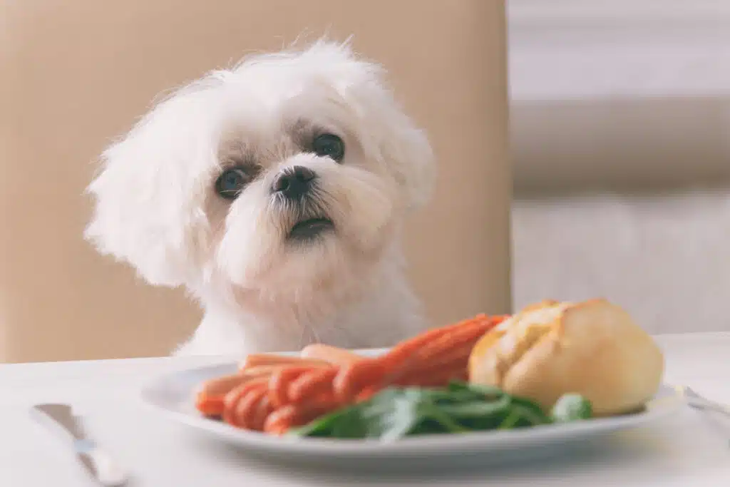 Welche menschlichen Nahrungsmittel sind schlecht fuer den Hund