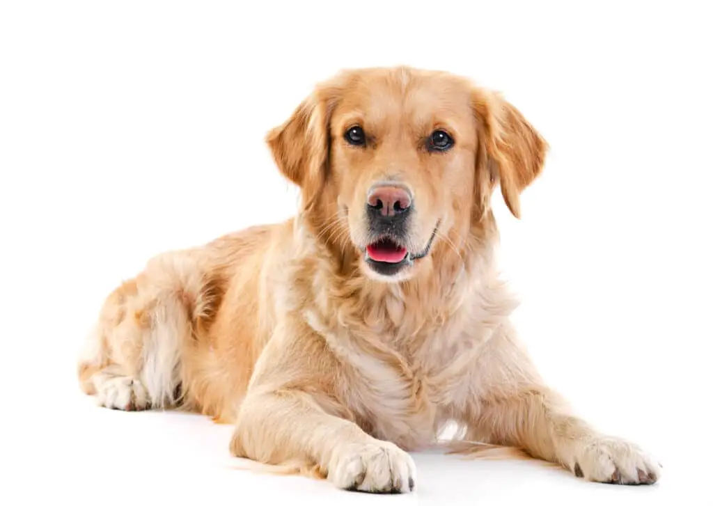 golden retriever dog breed 1
