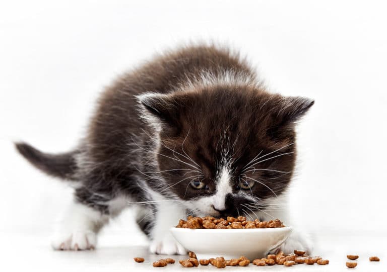 Alimentacion para gatitos