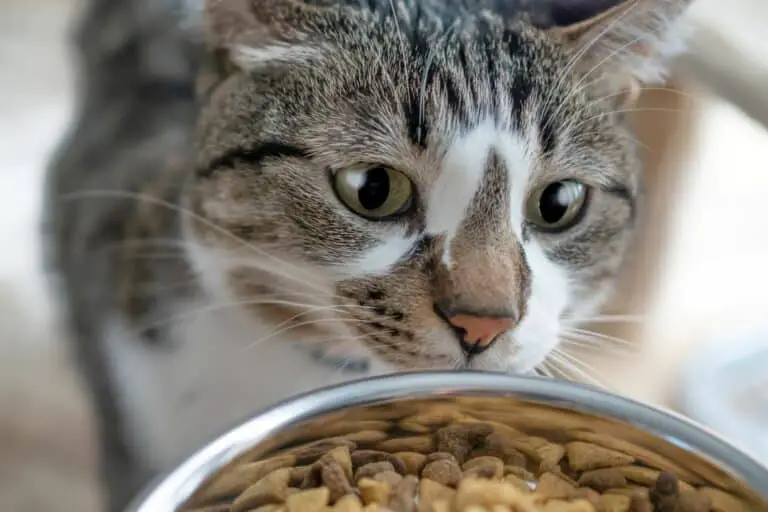 Cantidad de comida para gatos