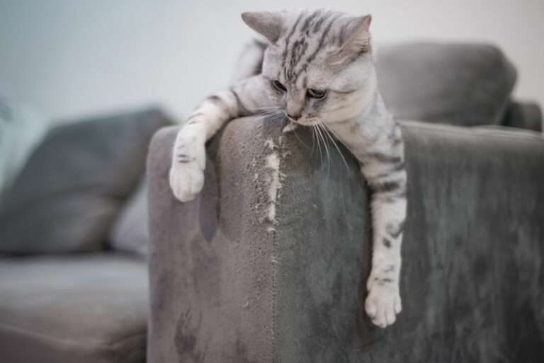 Como evitar que el gato arane el sofa