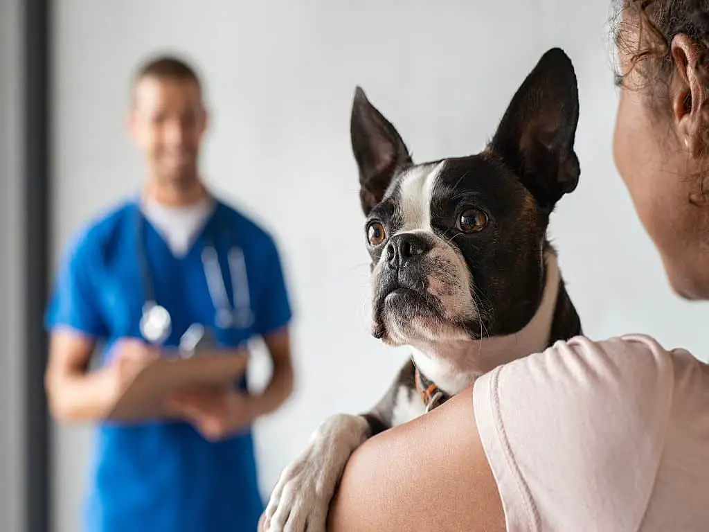 Enfermedad hepatica en perros