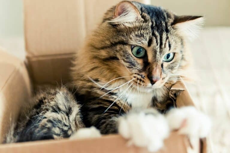 Por que a los gatos les gustan las cajas