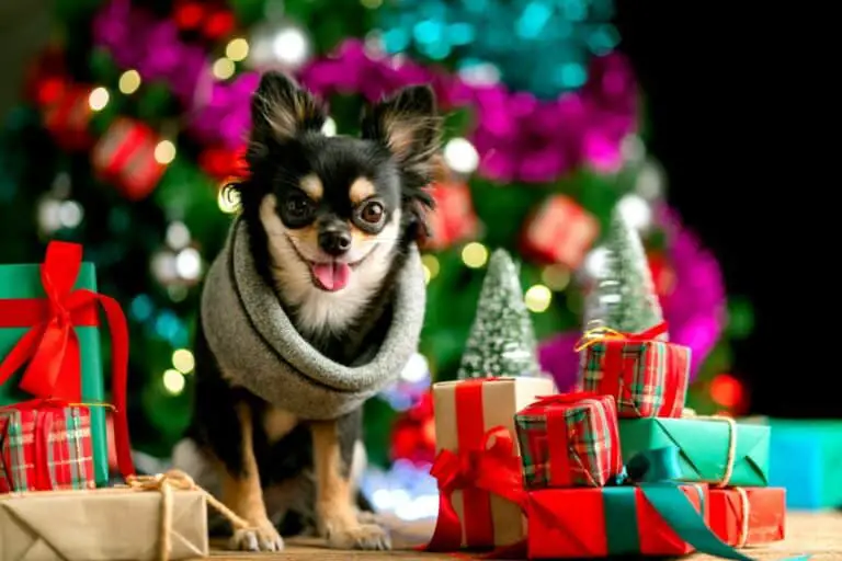 Regalos de Navidad para perros 12