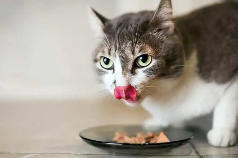 comida sin cereales para gatos