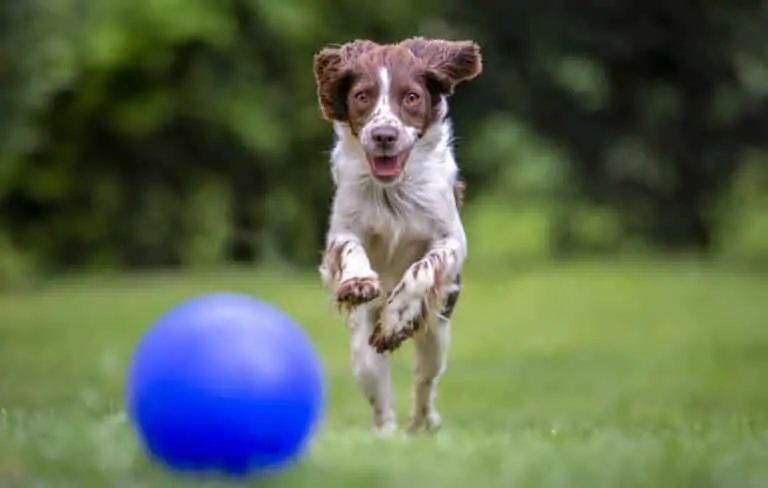 ensenar a un perro a traer la pelota
