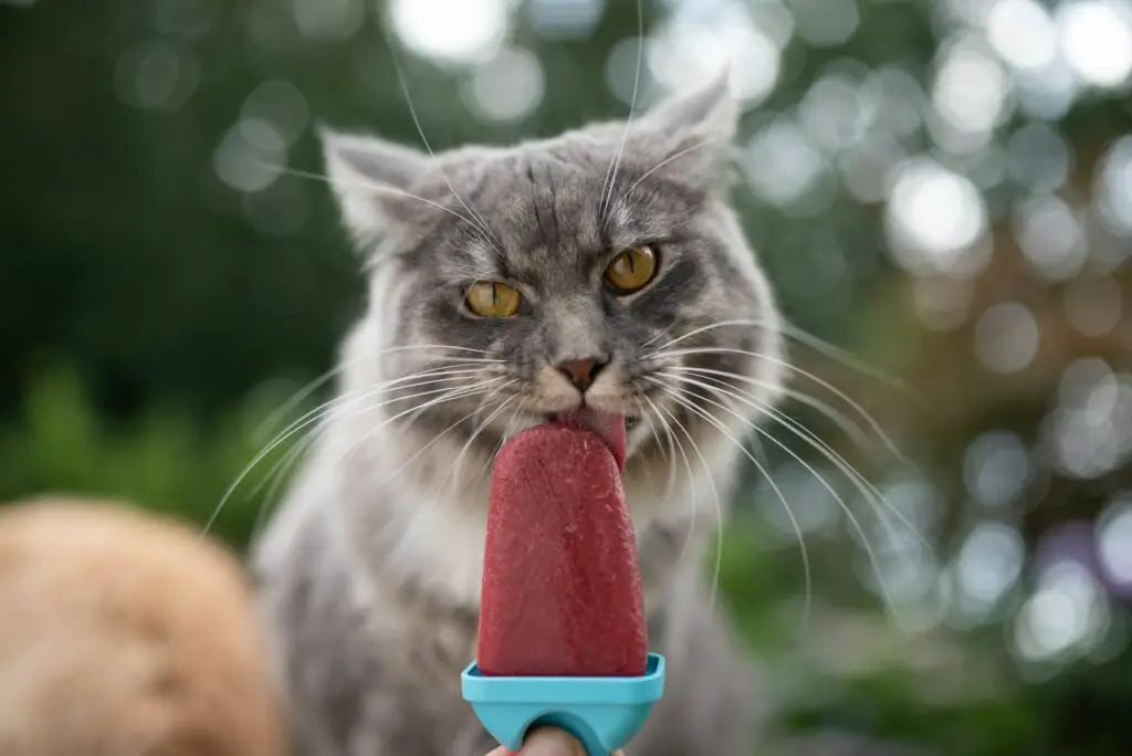 helado para gatos