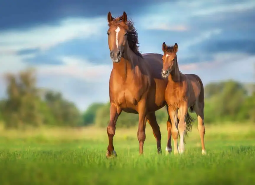 1671606040 mare.and .foal