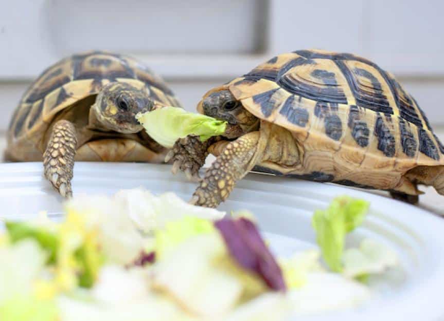 2 turtles sharing plate of lettuce 305995700