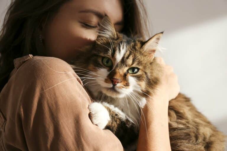 Adoptar un gato durante la cuarentena por el coronavirus