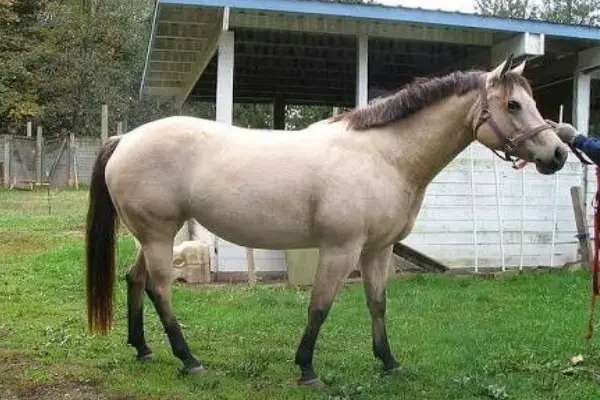 American Quarter Pony1