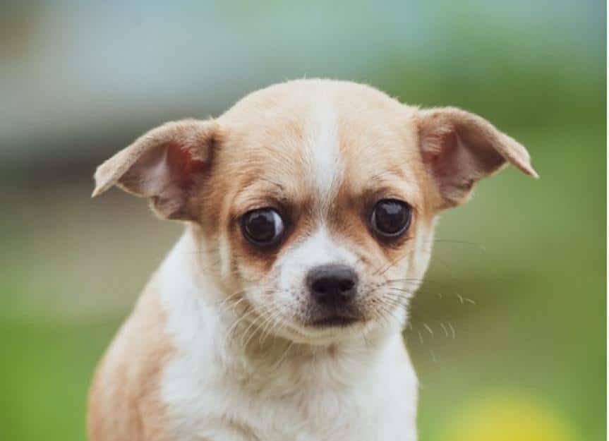 Chihuahua puppy looking very sad