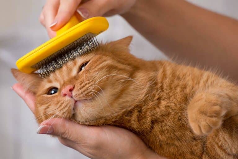 Como cuidar el pelaje de un gato