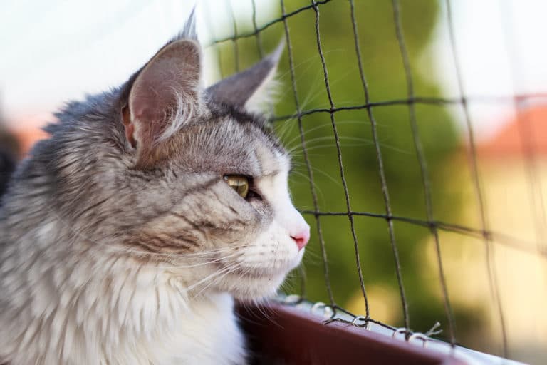 Como proteger balcones para gatos