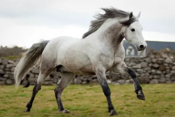 Connemara Pony 3