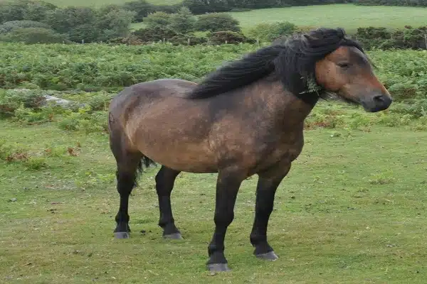 Dartmoor Pony1