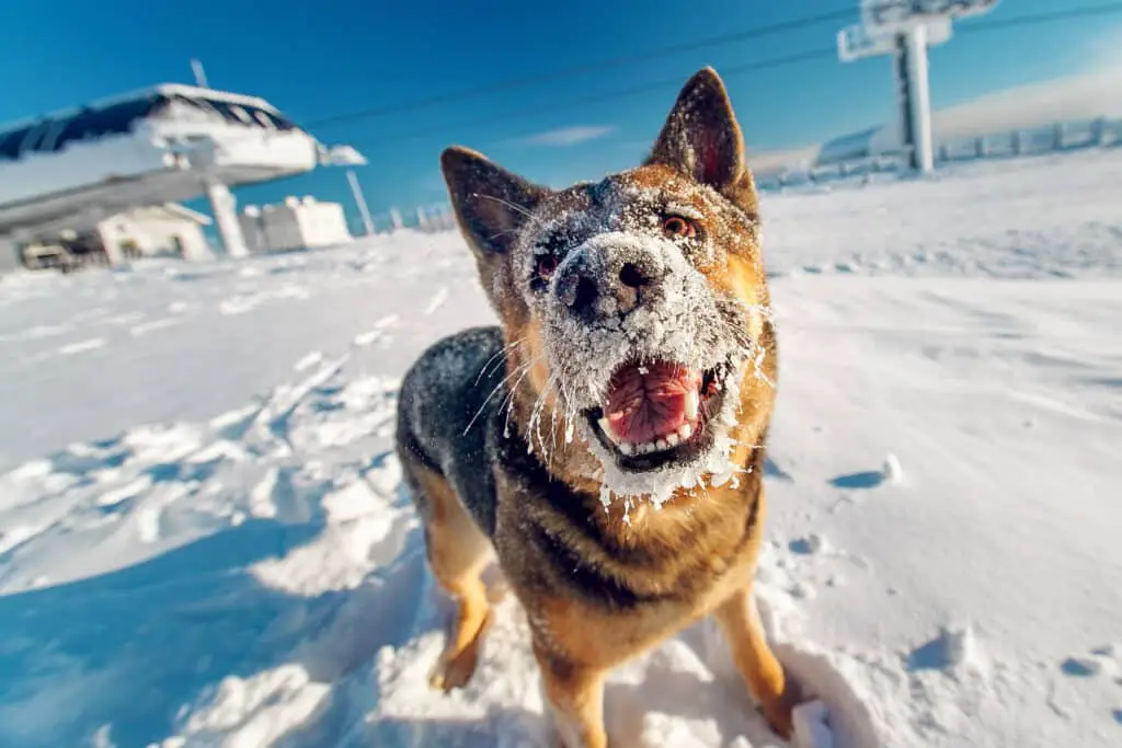Dog care in winter