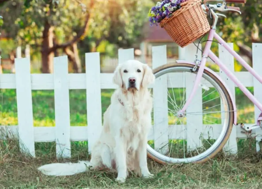 Dog sitting next to bike