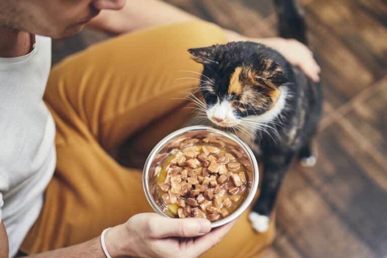Falta de apetito en gatos
