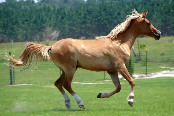 Galiceno Horse2