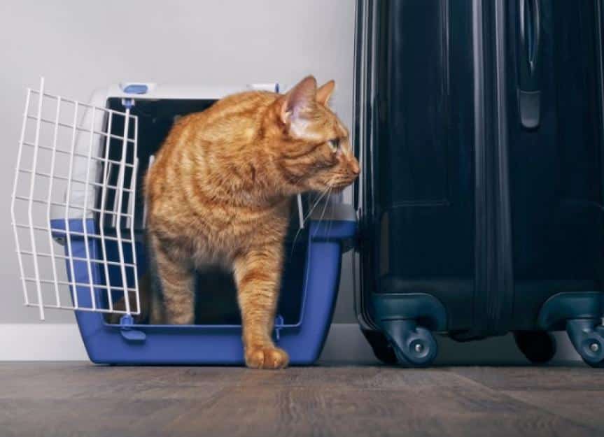 Ginger cat in carrier