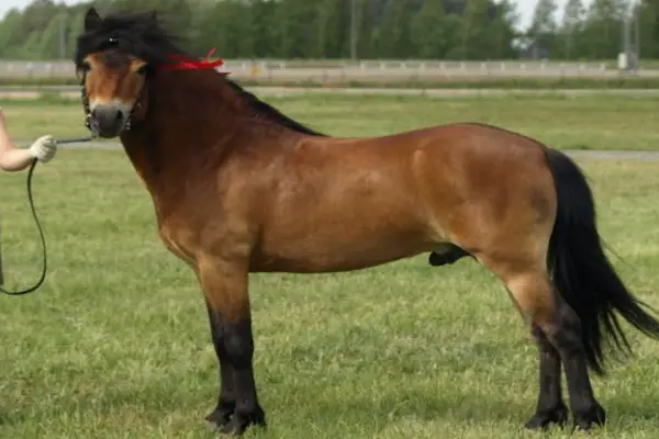 Gotland Pony1