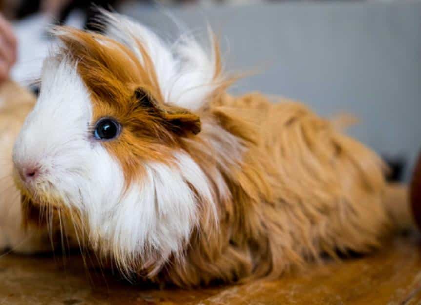 Guinea Pig Cages 1166701066