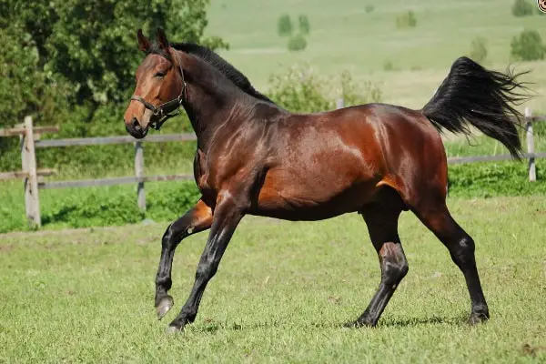 Hanoverian horse2