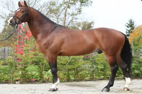 Hungarian Horse1
