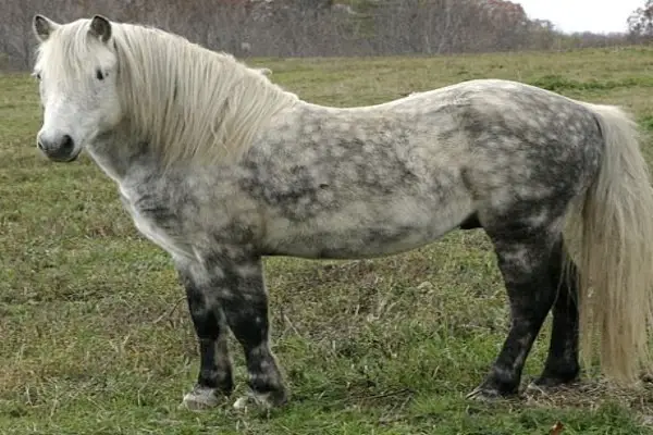 Newfoundland Pony1