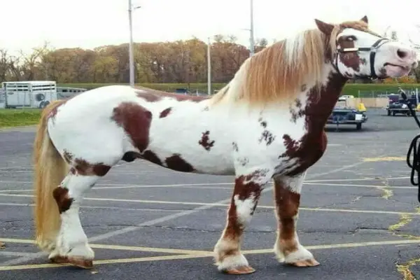 North American Spotted Draft Horse