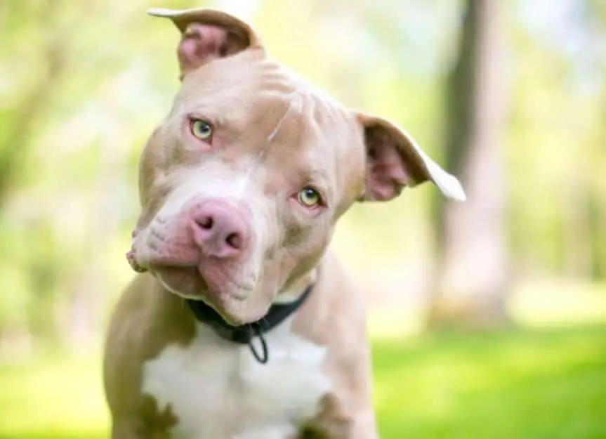 Pit Bull Dog Facts 1168732600 0