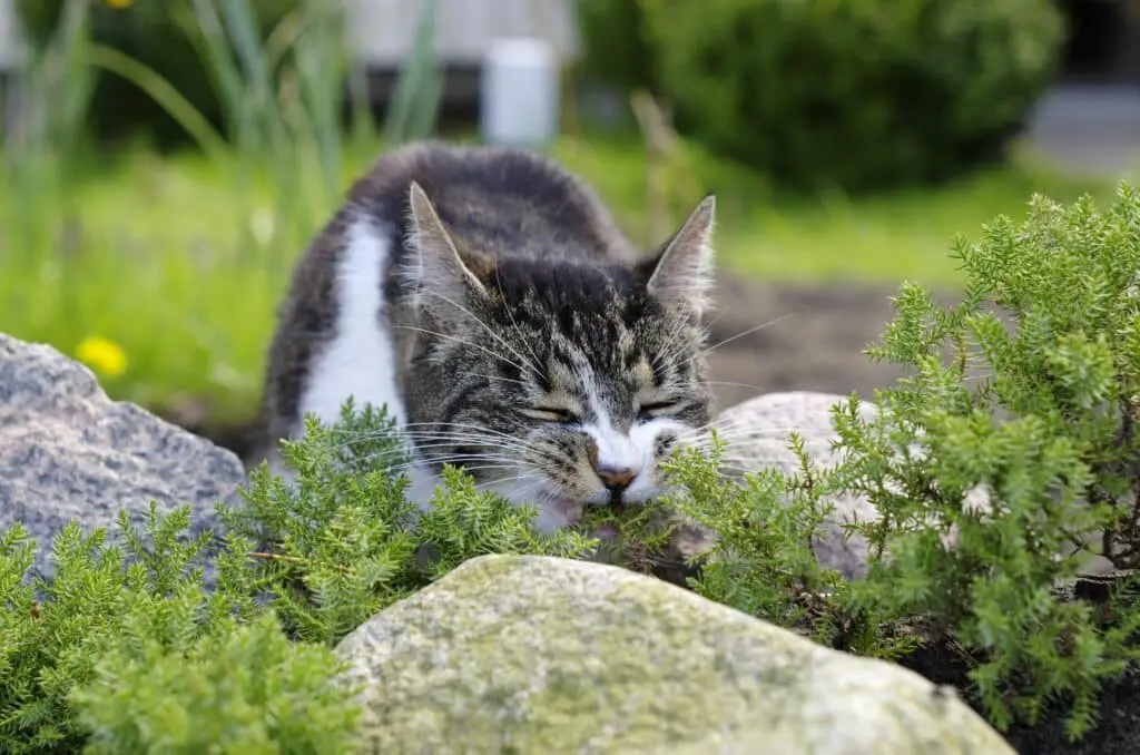 Plantas toxicas para gatos