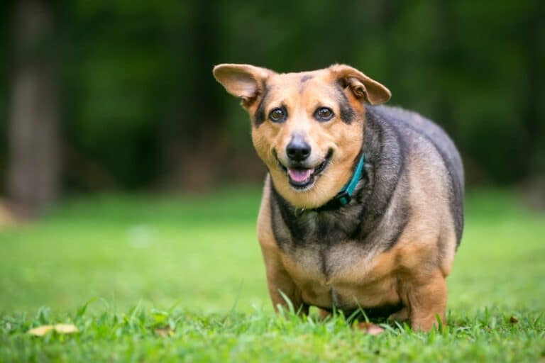 Sobrepeso en perros causas y consecuencias