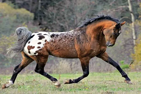 Tiger Horse