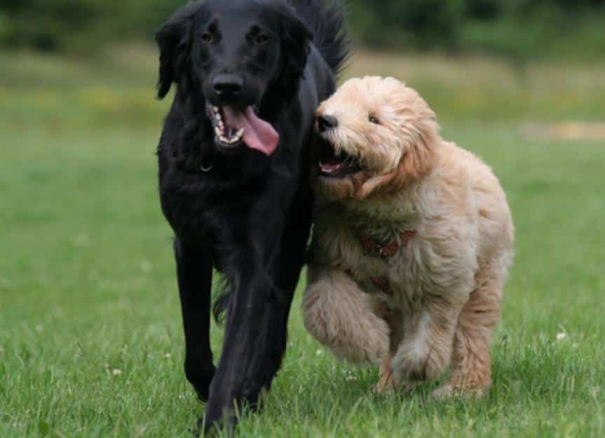 Two Dogs Playing together