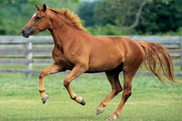 Westphalian horse3