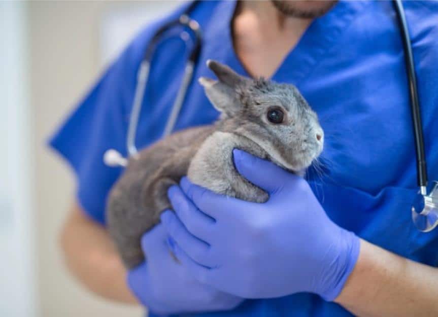 adult male vet holding a domestic bunny during a checkup picture id629413462