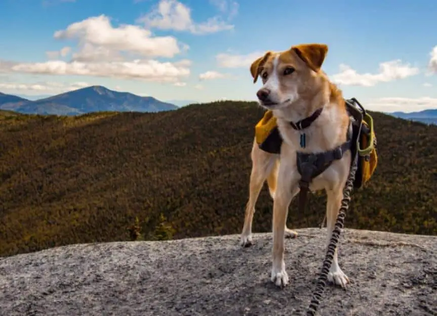 adventure dog on summit picture id865534044