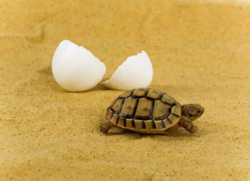 baby turtle hatched egg 83588377 0