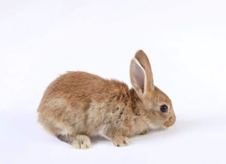 bacterial skin infection rabbits
