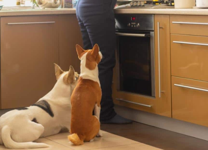 basenji dog with its mixed breed white friend sitting near stove and picture id1093894294 1