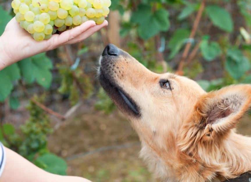 basque sheepherd dog smelling some grapes picture id508296163