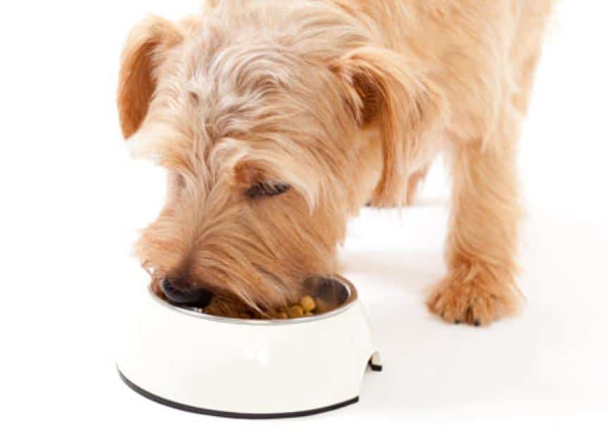 best dog food prebiotic probiotic