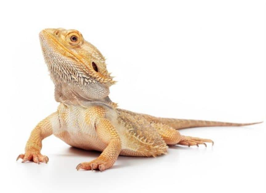 best reptiles for kids 2