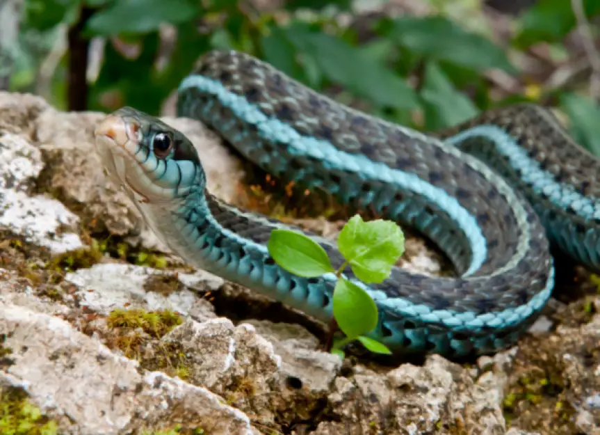 blue garter snake rept page 187075229