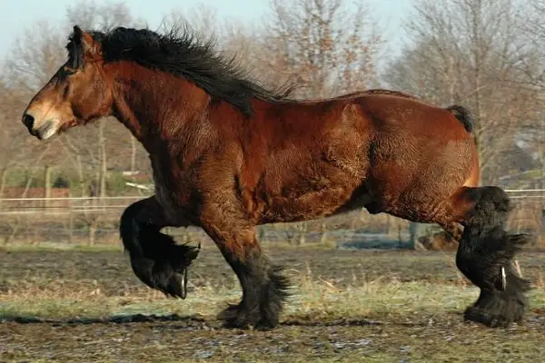 brabant horse3